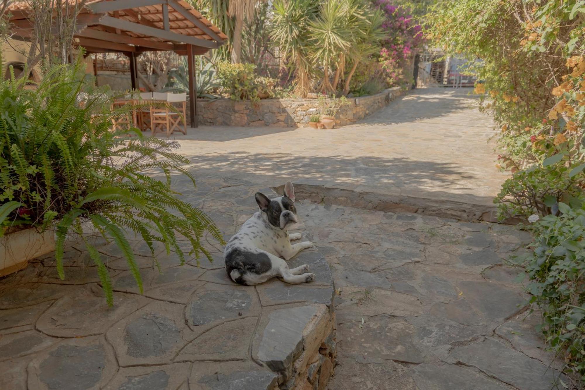 Private Pet Friendly Villa Agios Nikolaos  Ngoại thất bức ảnh